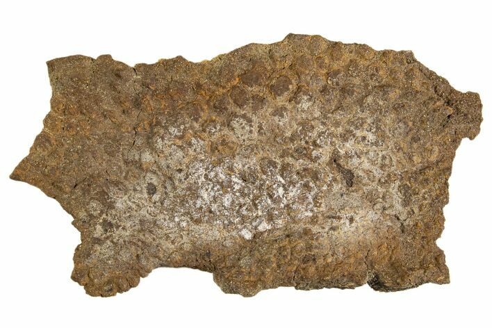 Fossil Hadrosaur (Edmontosaurus) Mummified Skin - South Dakota #330930